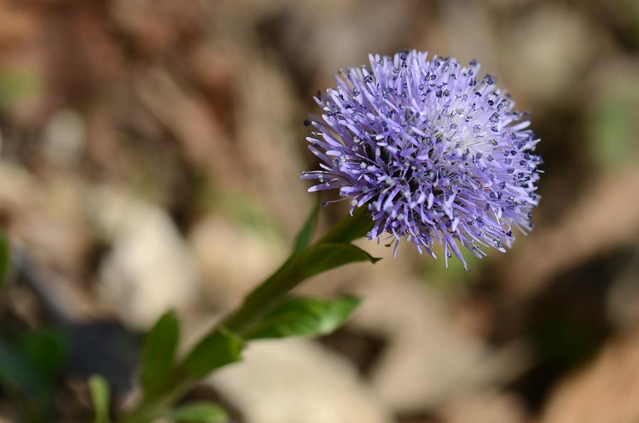 Globularia bisnagarica  / Vedovelle dei prati